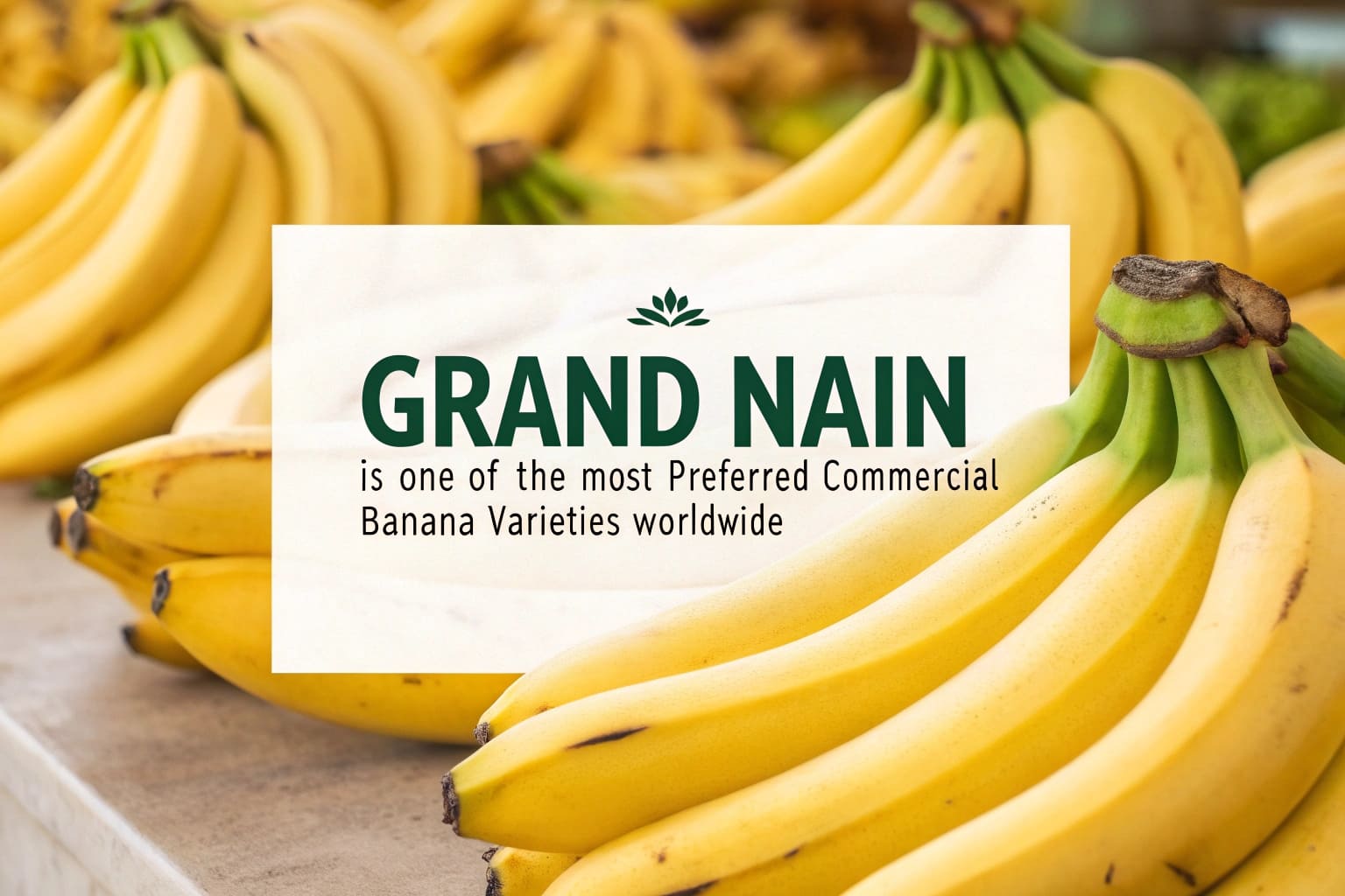 Grand Nain muz çeşidi
